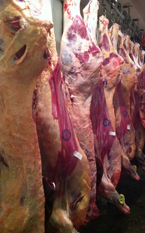 tagged beef hanging in freezer