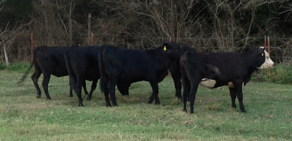 Grass Fed Beef in pasture